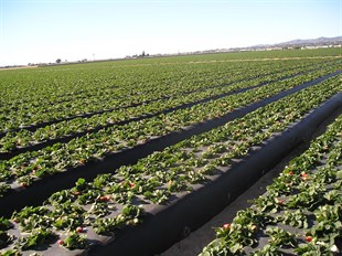 Delikli Malç Naylonu ( En:130cm) 40KG PE