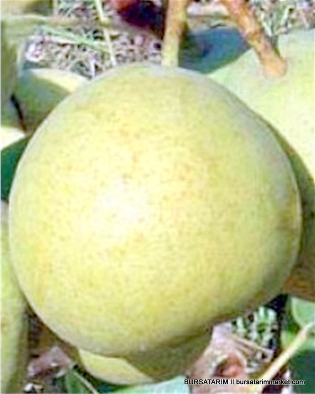 BURSATARIMAnkara Armut Fidanı