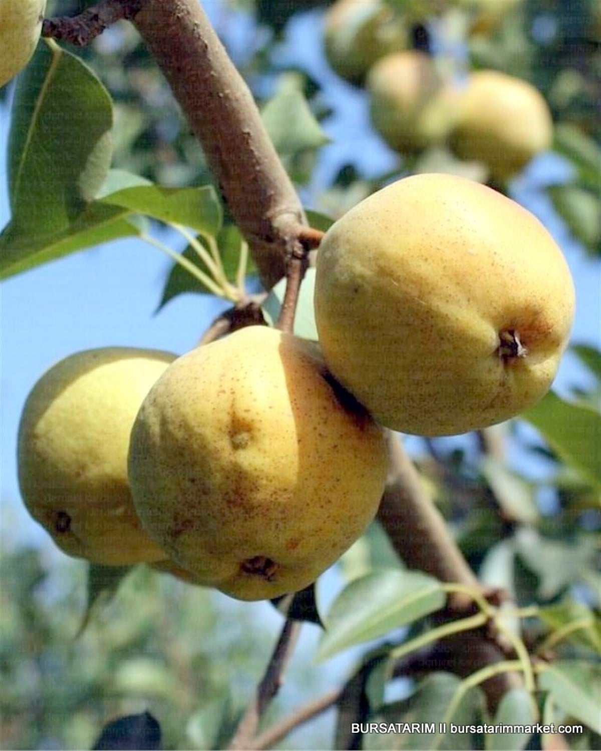 BURSATARIMMargaret Marilla Armut Fidanı