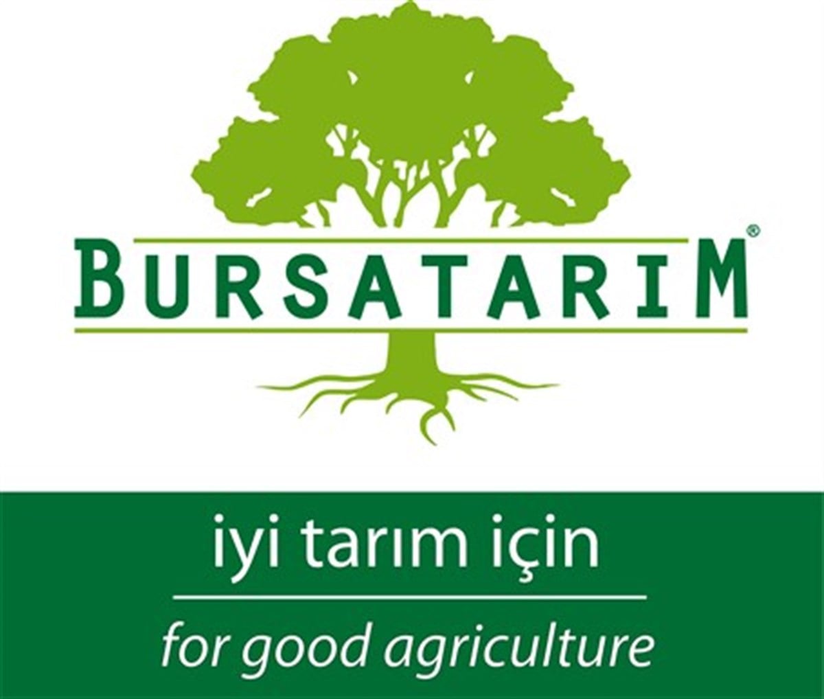 BURSATARIMMaraval Kestane Aşı Kalemi