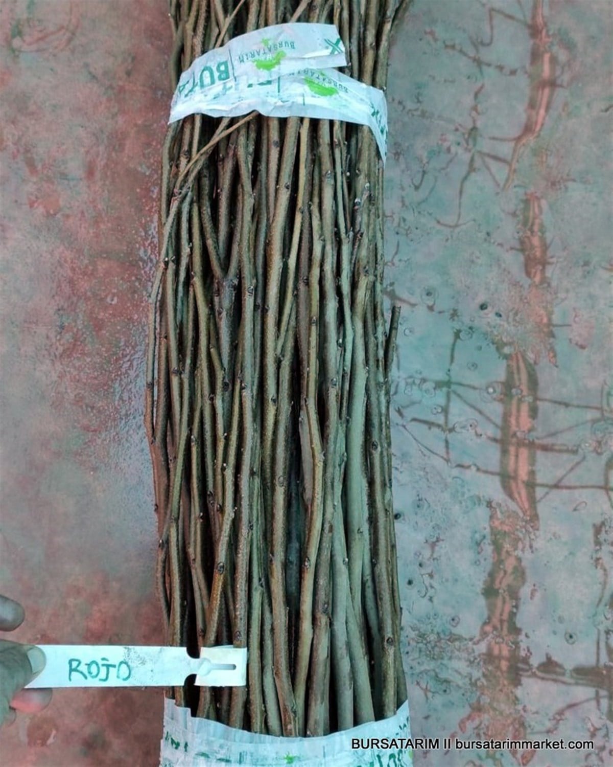 BURSATARIMRojo Çeşidi Hurma Aşı Kalemi