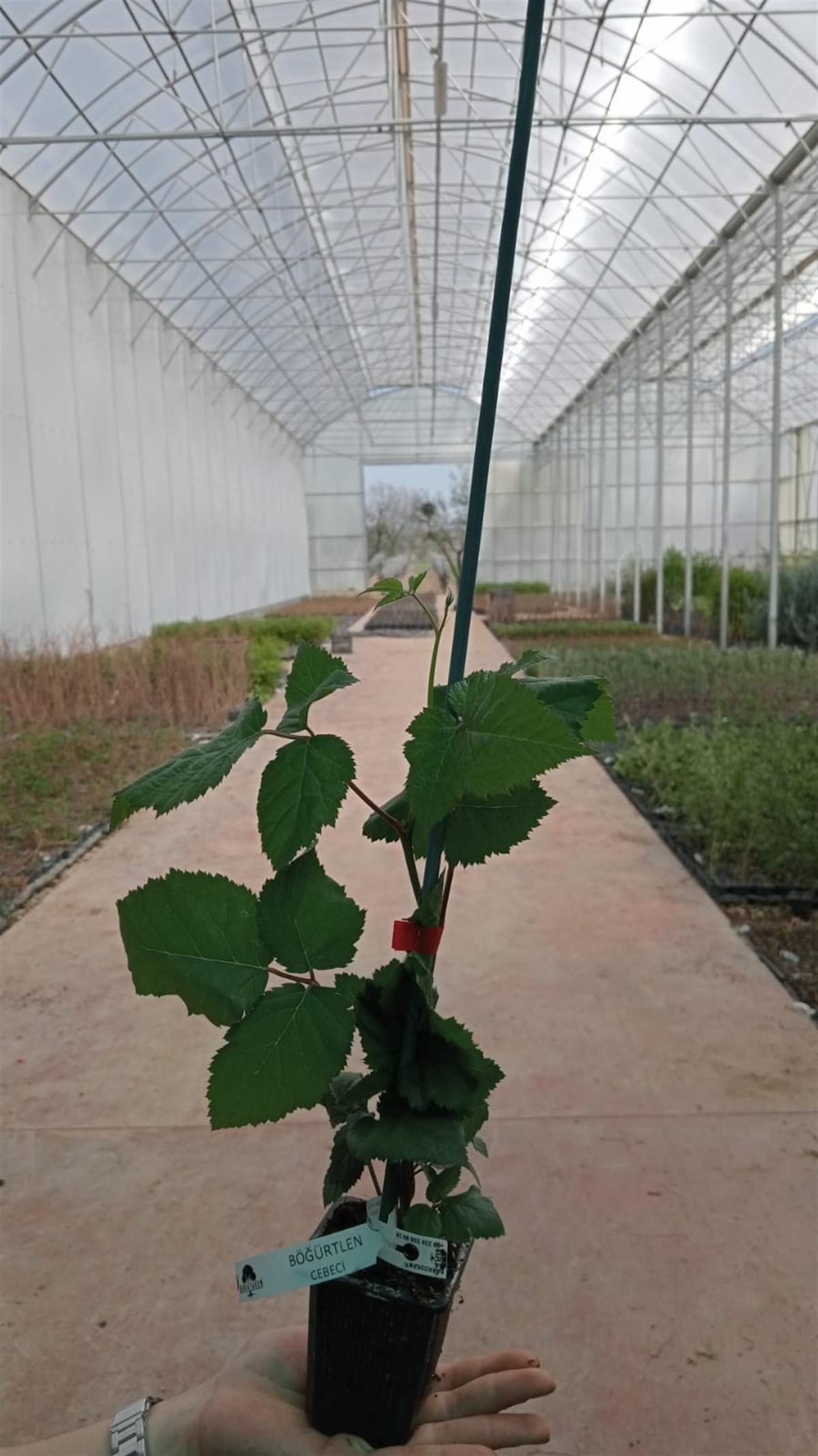 BURSATARIMCebeci Böğürtlen Fidanı