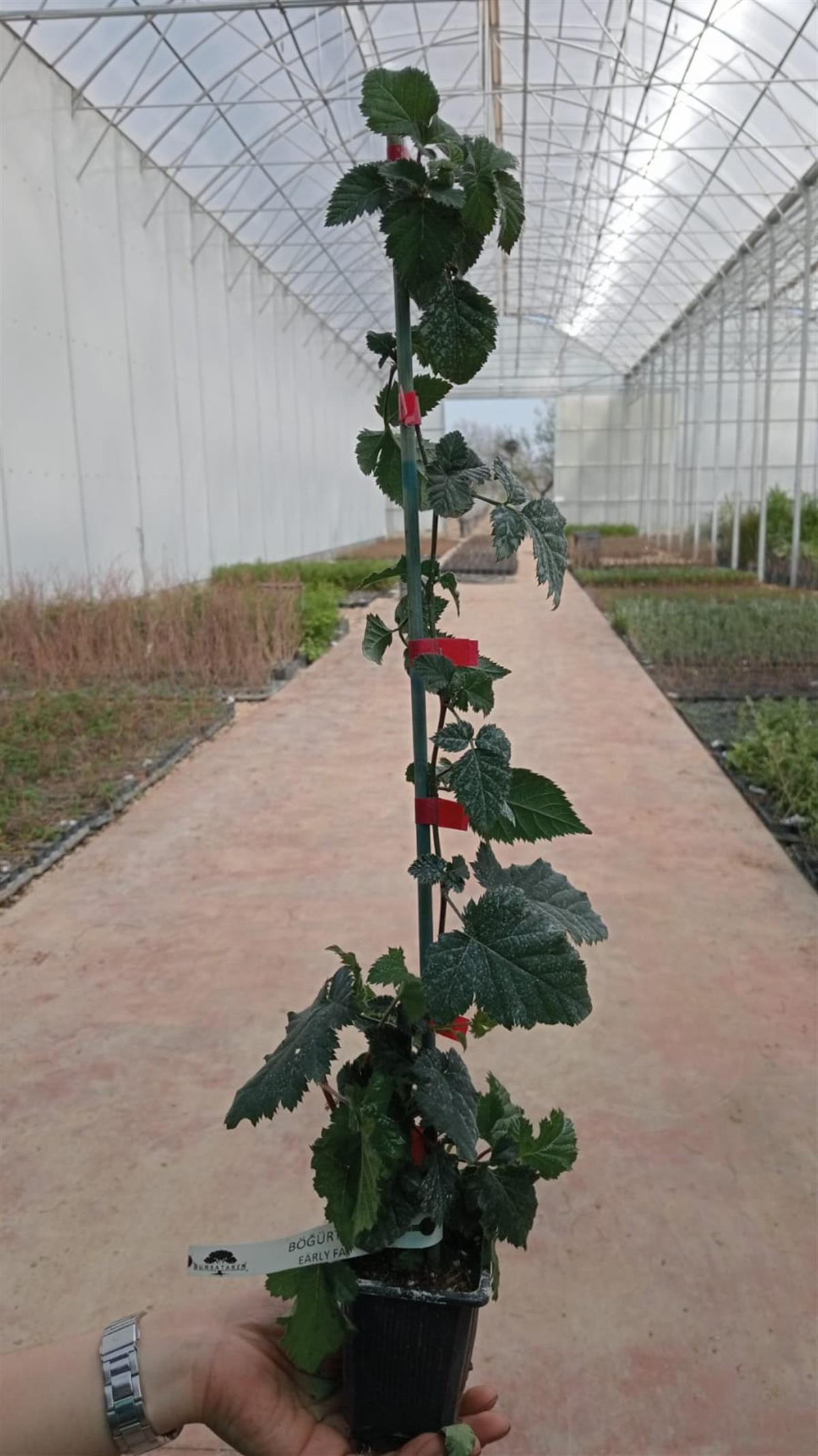 BURSATARIMEarly Fat Böğürtlen Fidanı