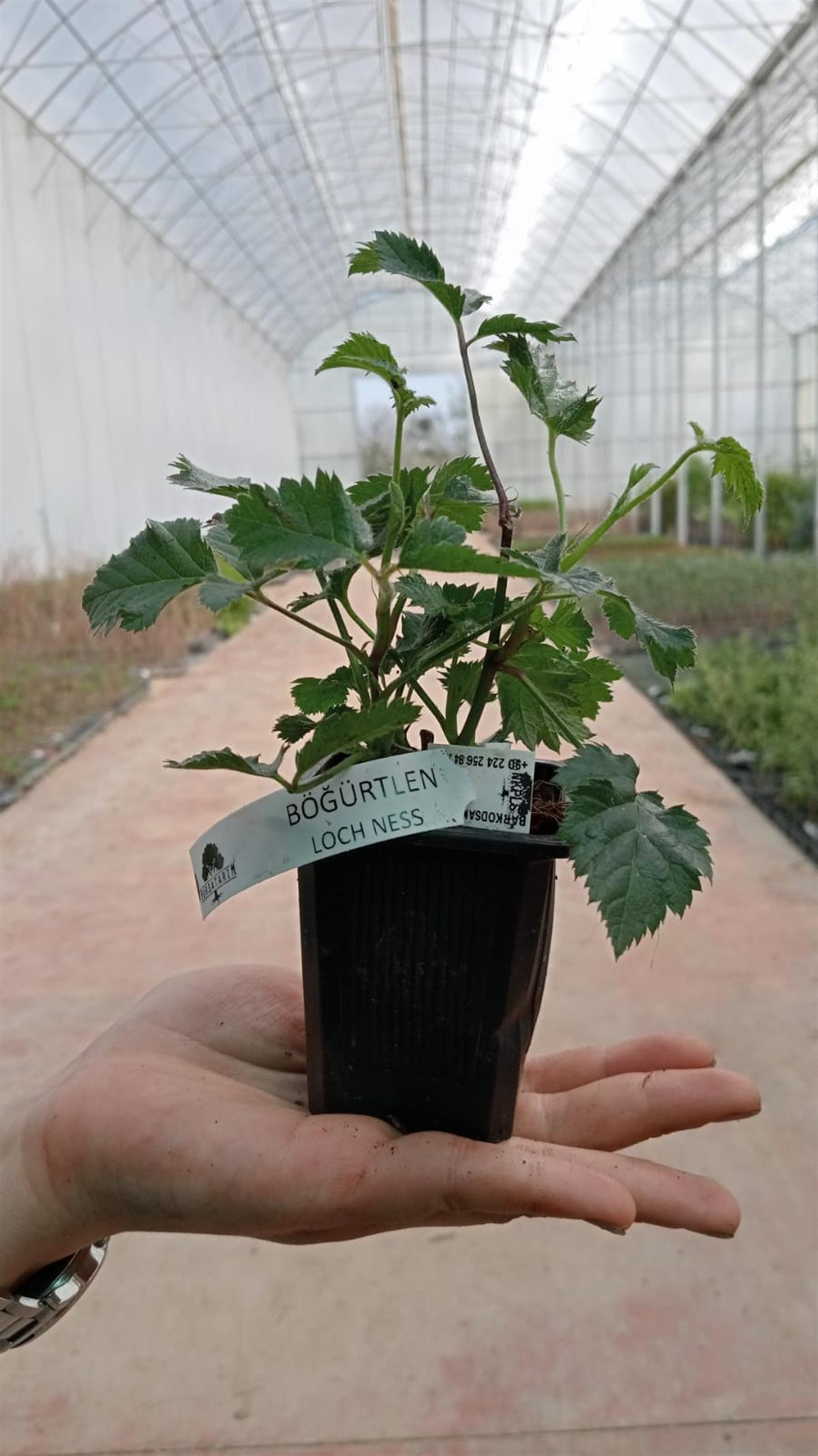 BURSATARIMLoch Ness Böğürtlen Fidanı