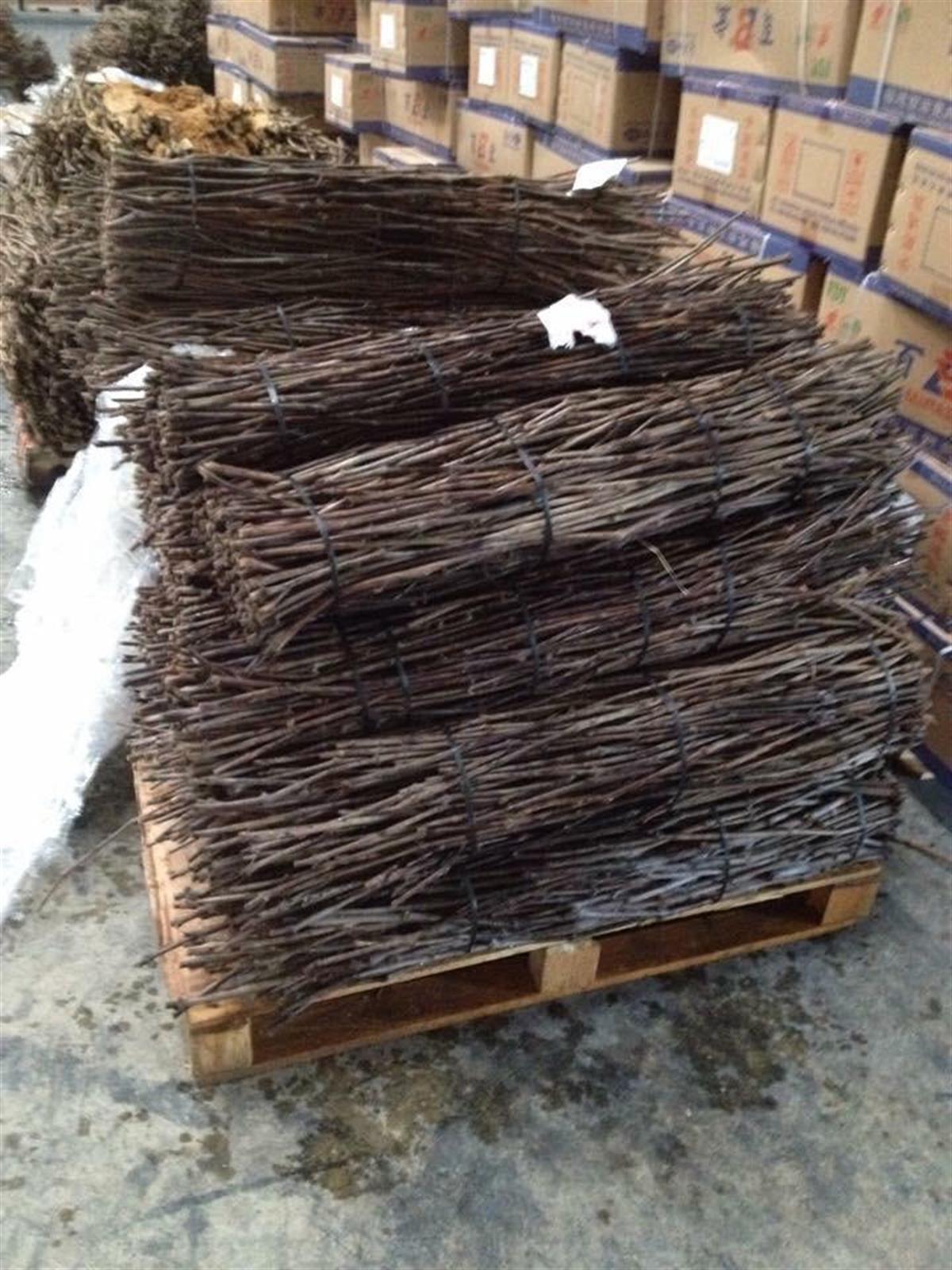 BURSATARIMRed Globe Üzüm Aşı Kalemix10