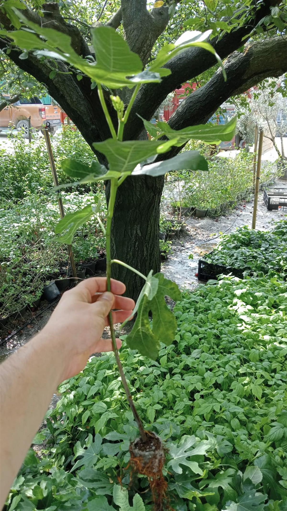 BURSATARIMSiyah Orak İncir Fidanı Viyol