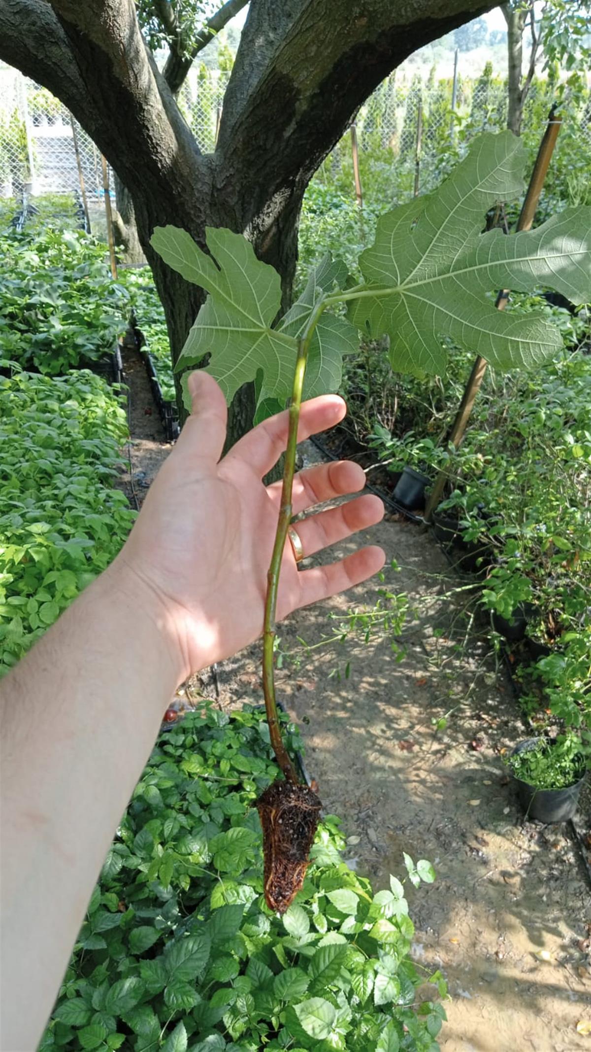 BURSATARIMFethiye Kaya 5 İncir Fidanı Viyol