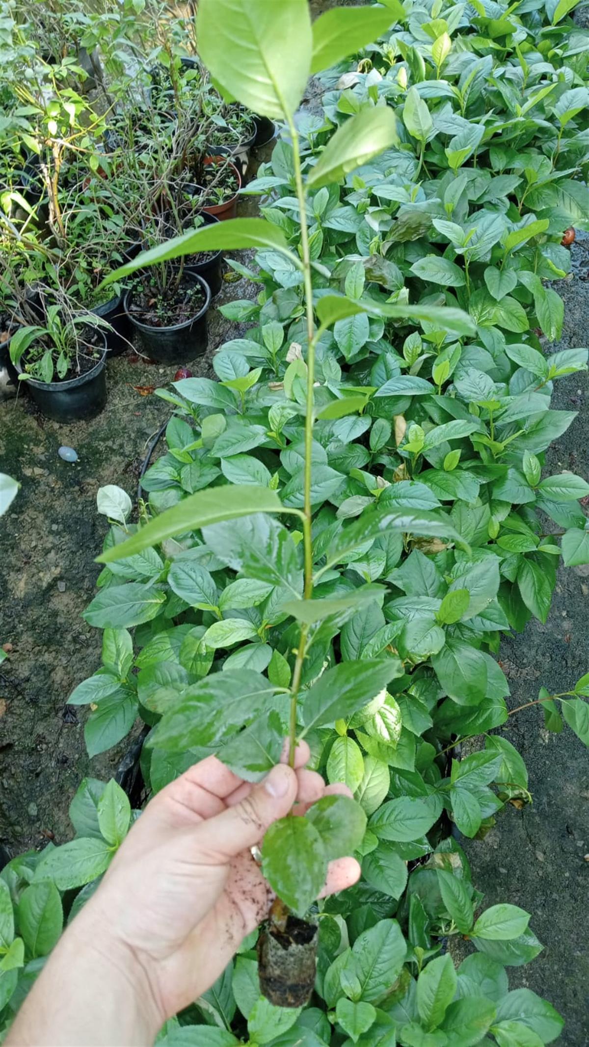 BURSATARIMViking Aronya Fidanı Viyol