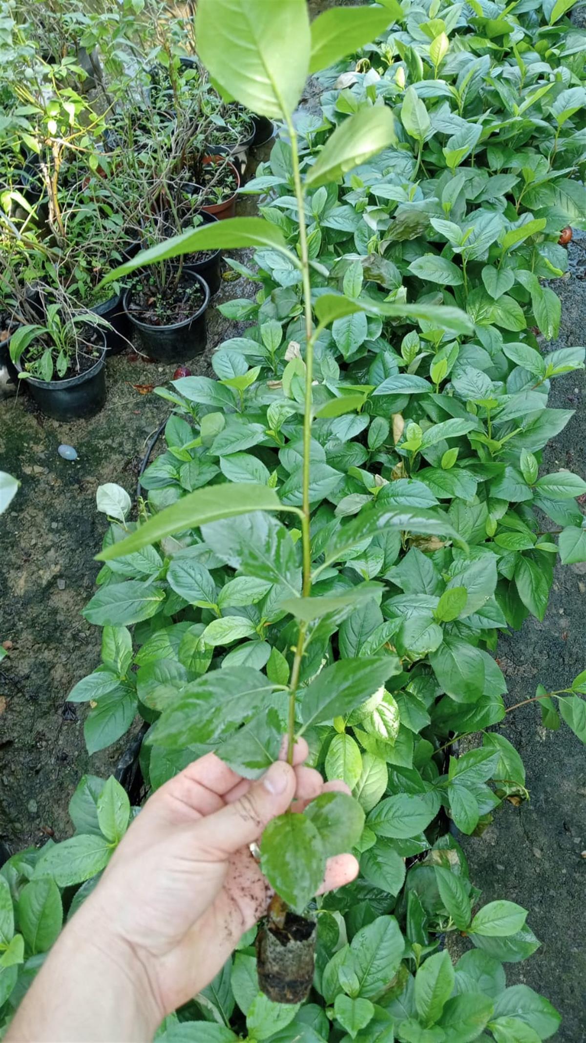 BURSATARIMViking Aronya Fidanı Viyol