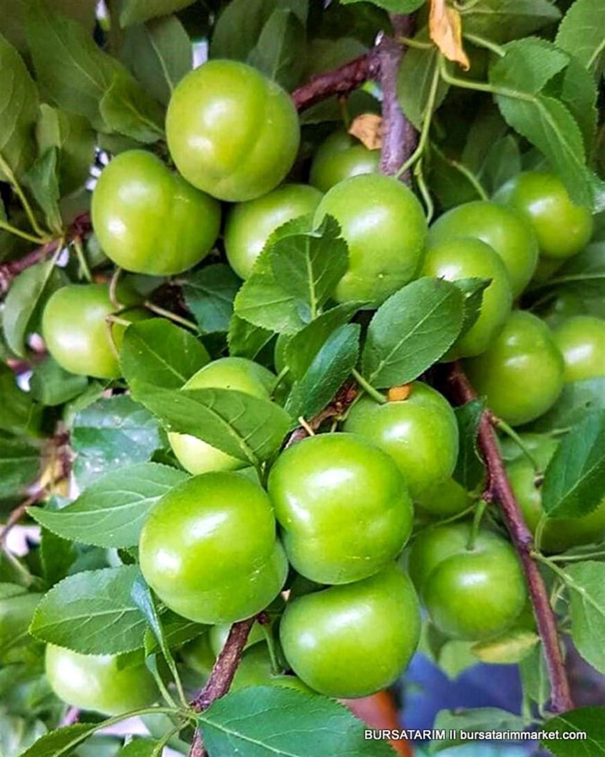 BURSATARIMAğustos Papazı Erik Fidanı