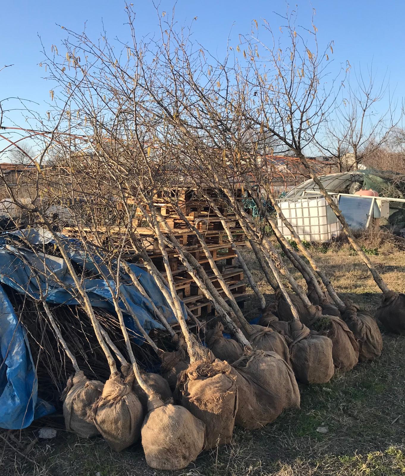 BURSATARIMTek Dal Aşılı Fındık Fidanı Büyük Boy