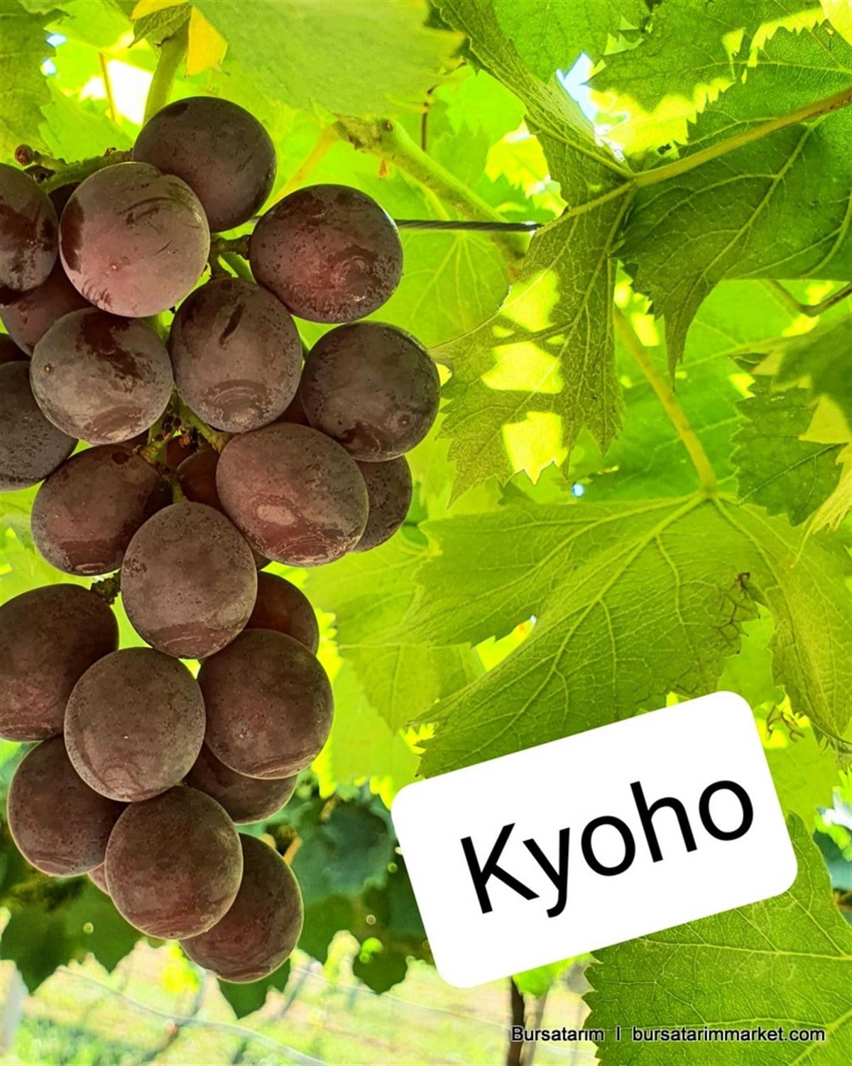 BURSATARIMKyoho Üzüm Fidanı