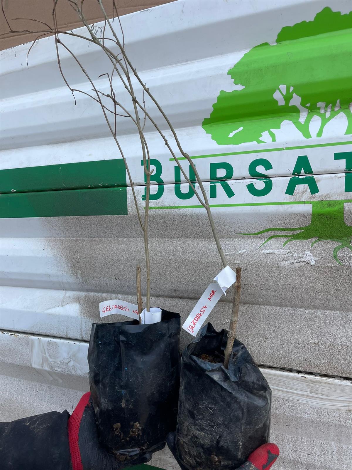 BURSATARIMÇekirdeksiz Nar Fidanı