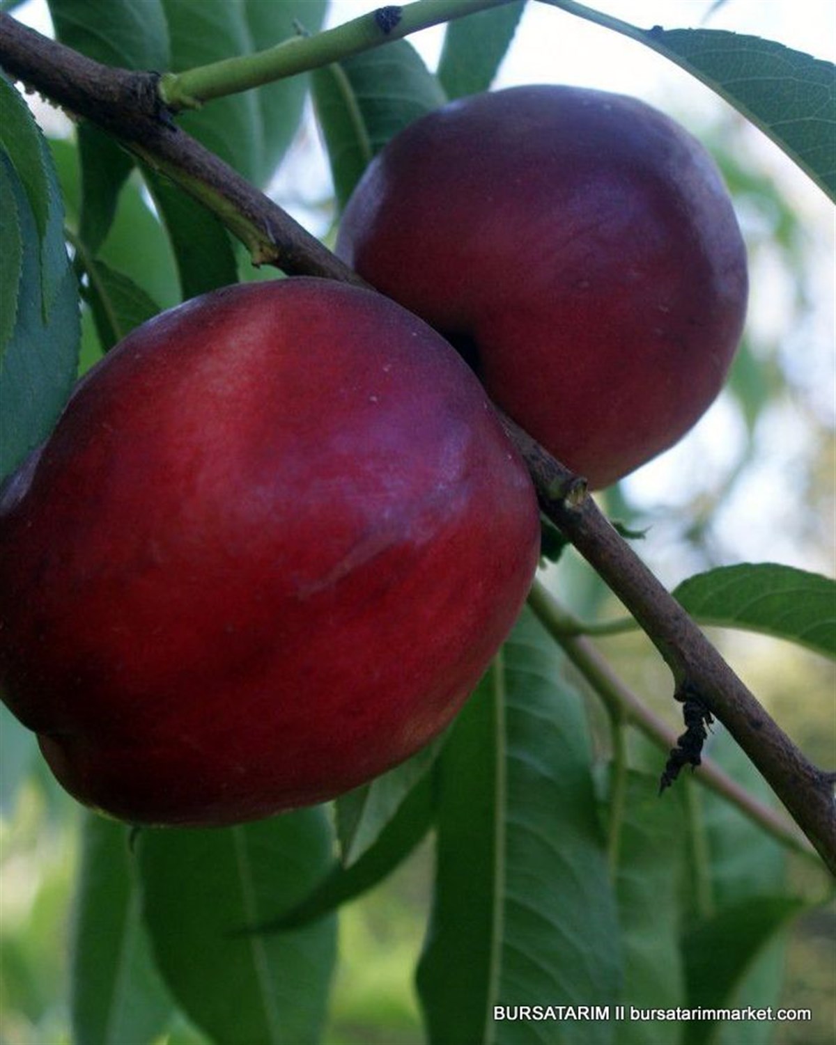 BURSATARIMCaldesi 2000 Nektarin Fidanı