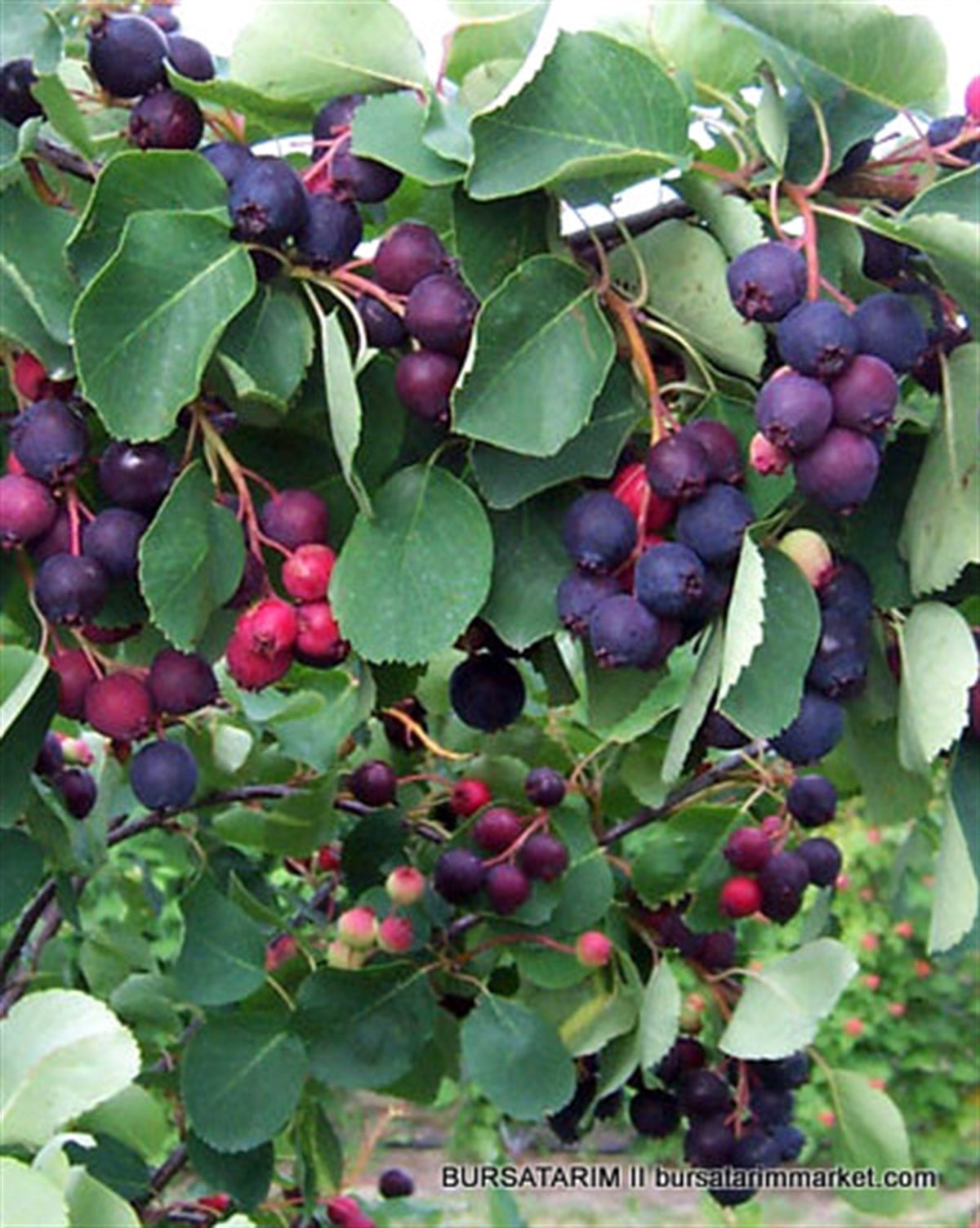 BURSATARIMSaskatoon Berry Nortline
