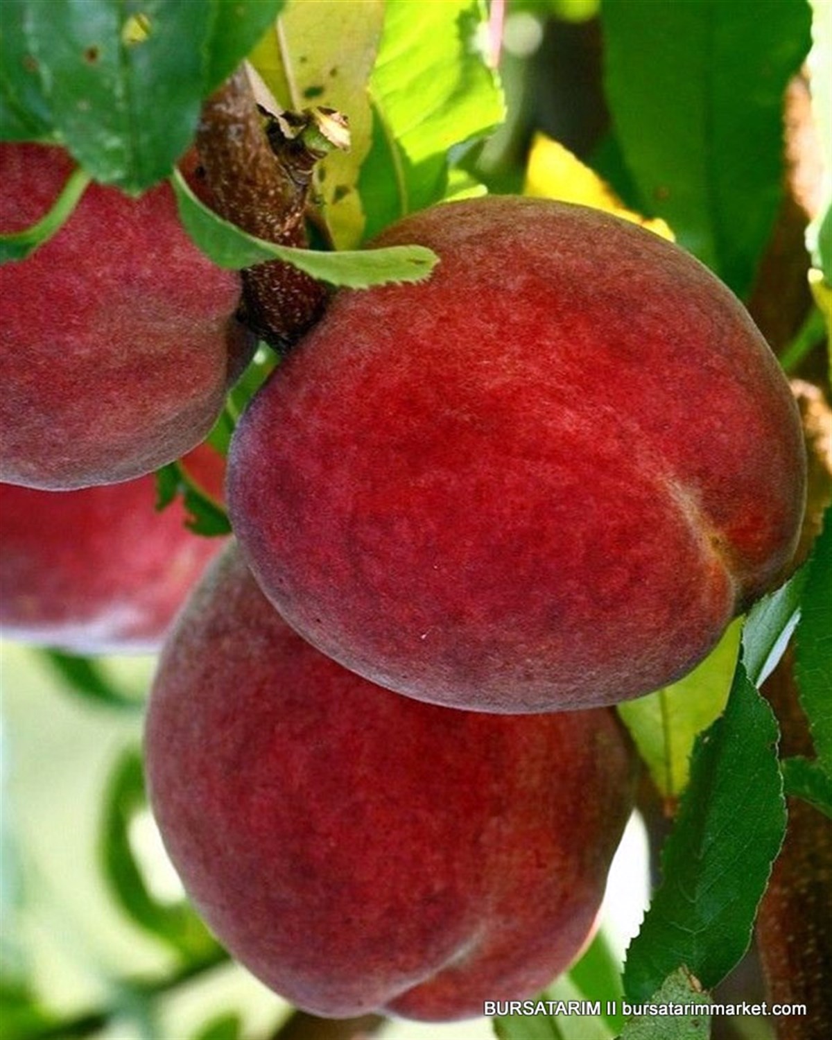 BURSATARIMDixired Şeftali Fidanı
