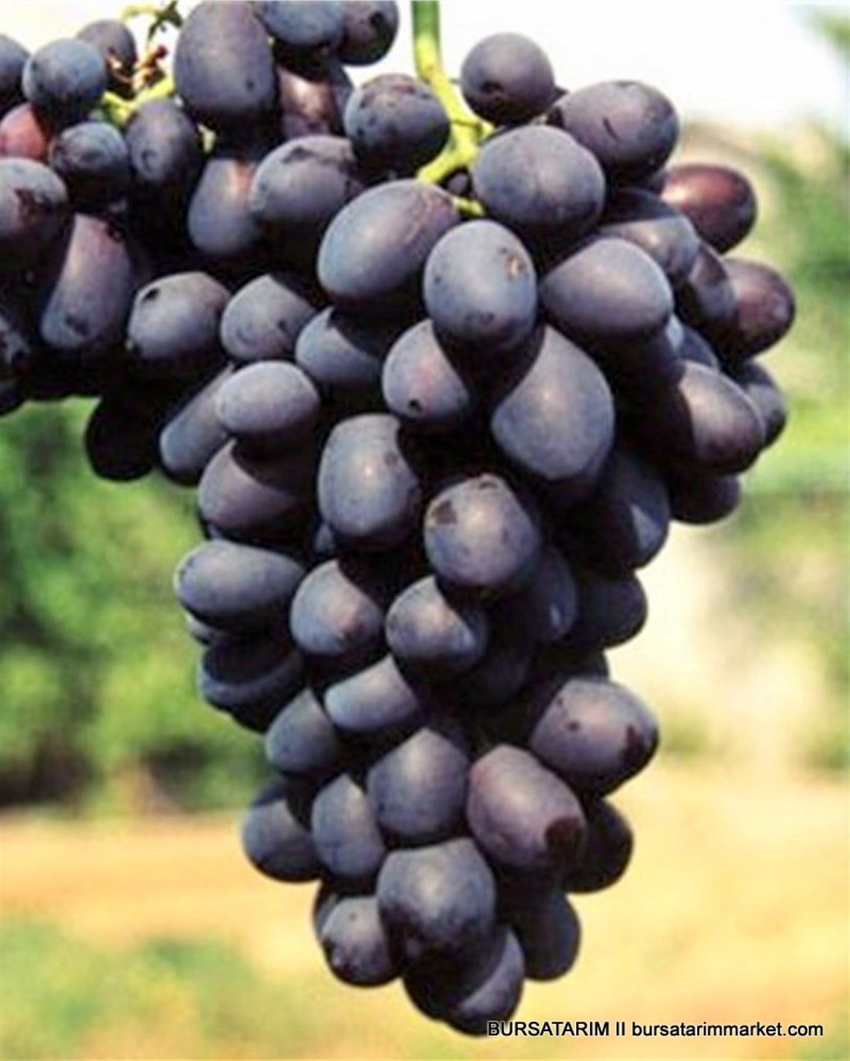 BURSATARIMBlack Magic Üzüm Fidanı