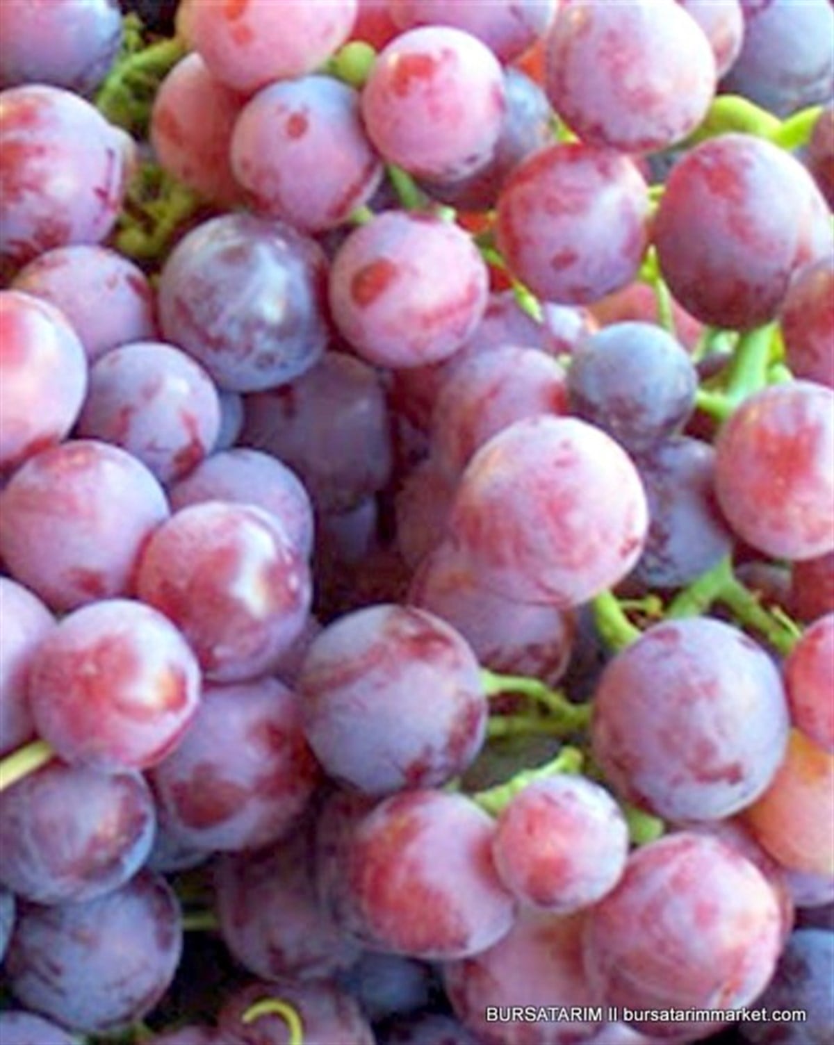 BURSATARIMCardinal Üzüm Fidanı ( Erkenci Kırmızı )