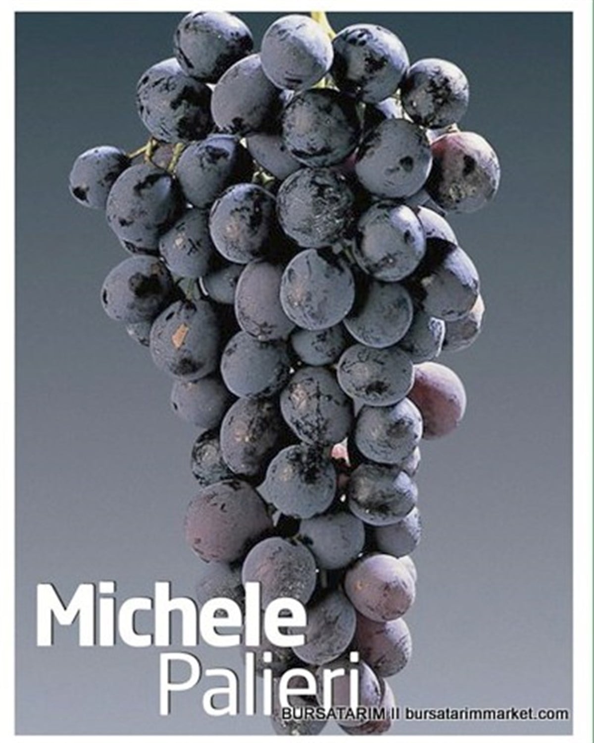 BURSATARIMMichele Palieri Üzüm Fidanı
