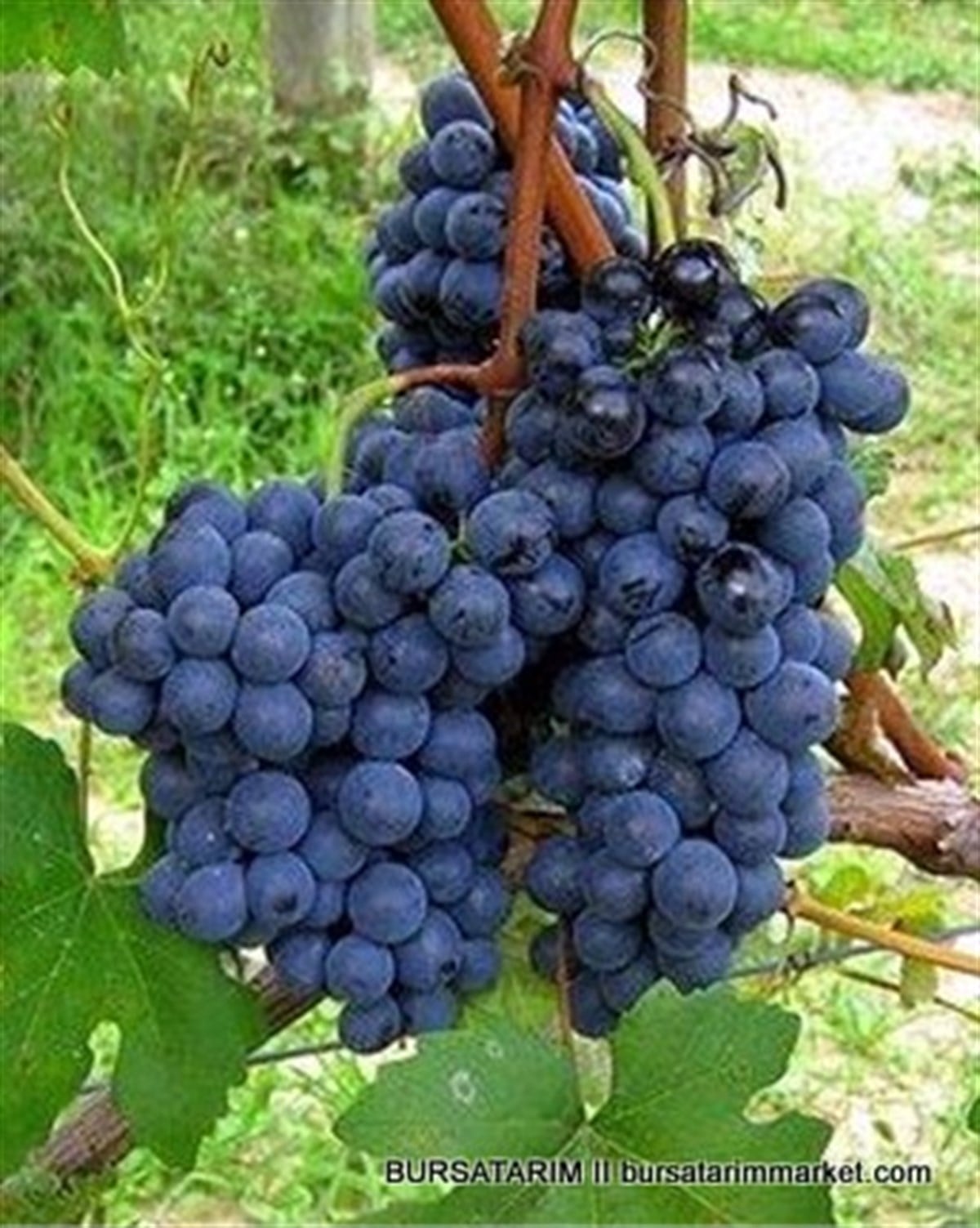 BURSATARIMPrima Lova Üzüm Fidanı
