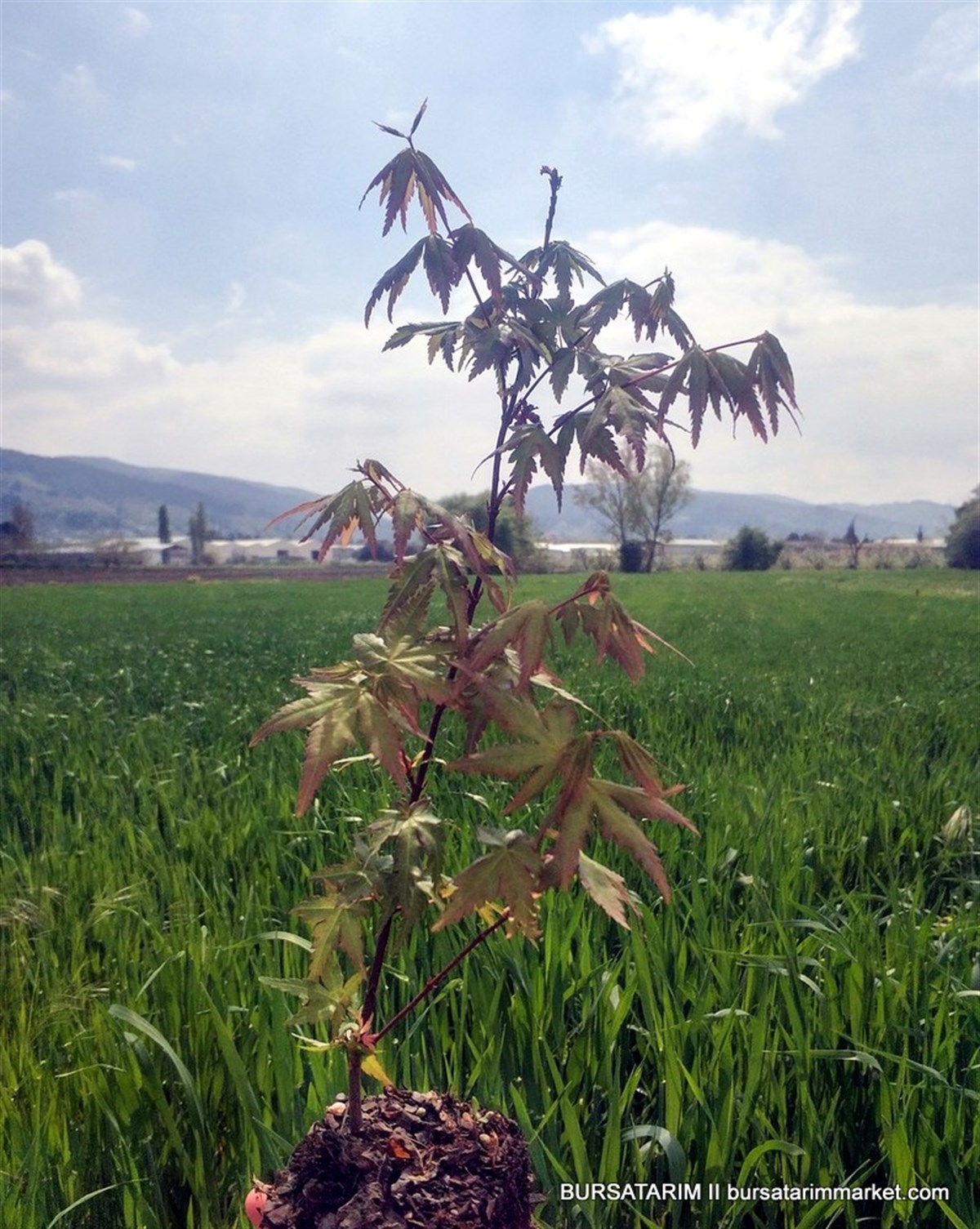 BURSATARIMAcer Palmatum
