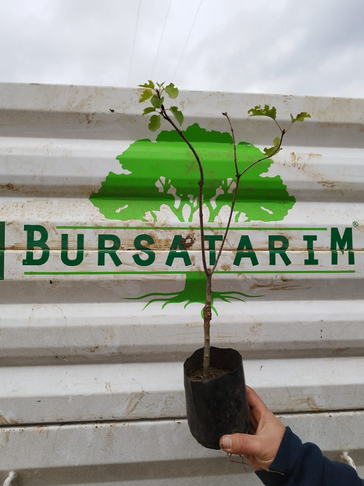 BURSATARIMAşılı Leylak Fidanı