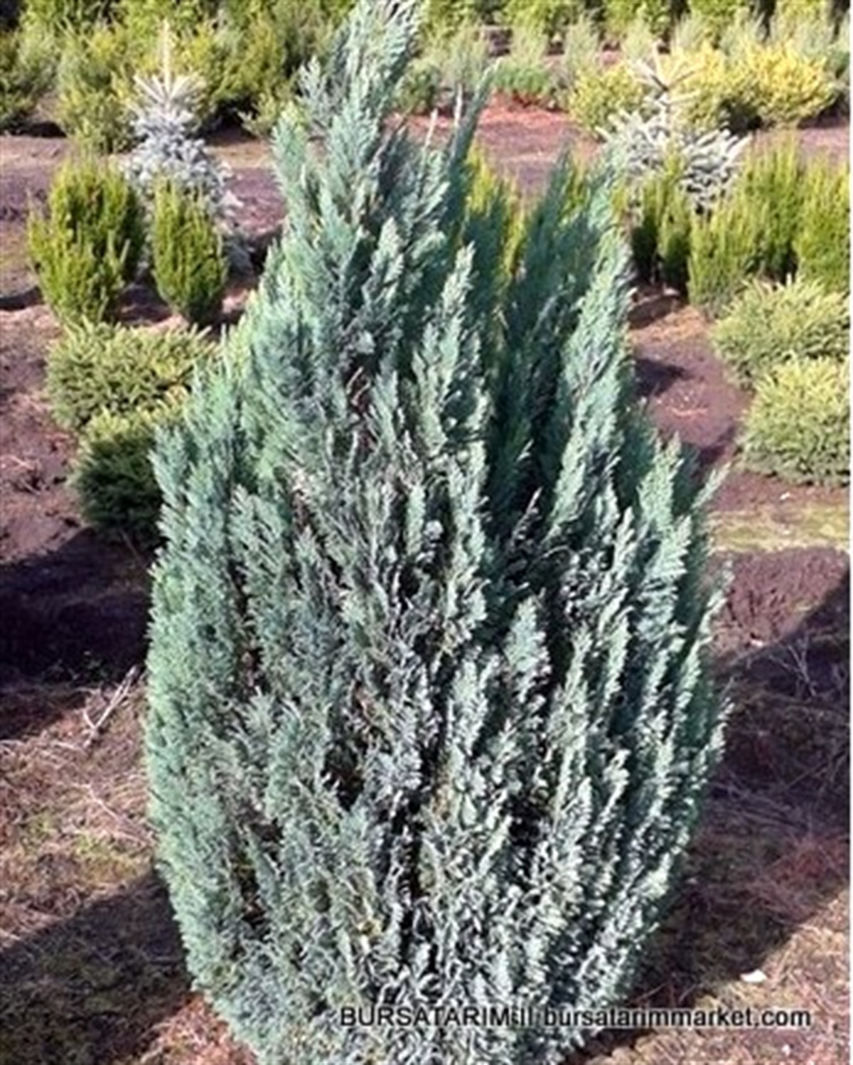 BURSATARIMElvudi Ağacı