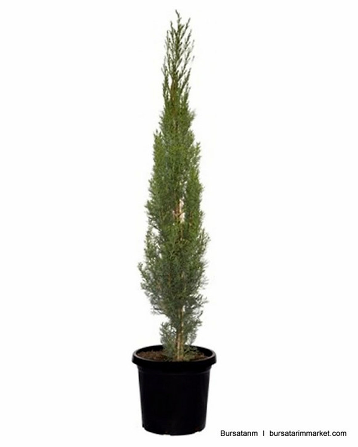 BURSATARIMKara Selvi Fidanı - Boy: 40cm tüplü