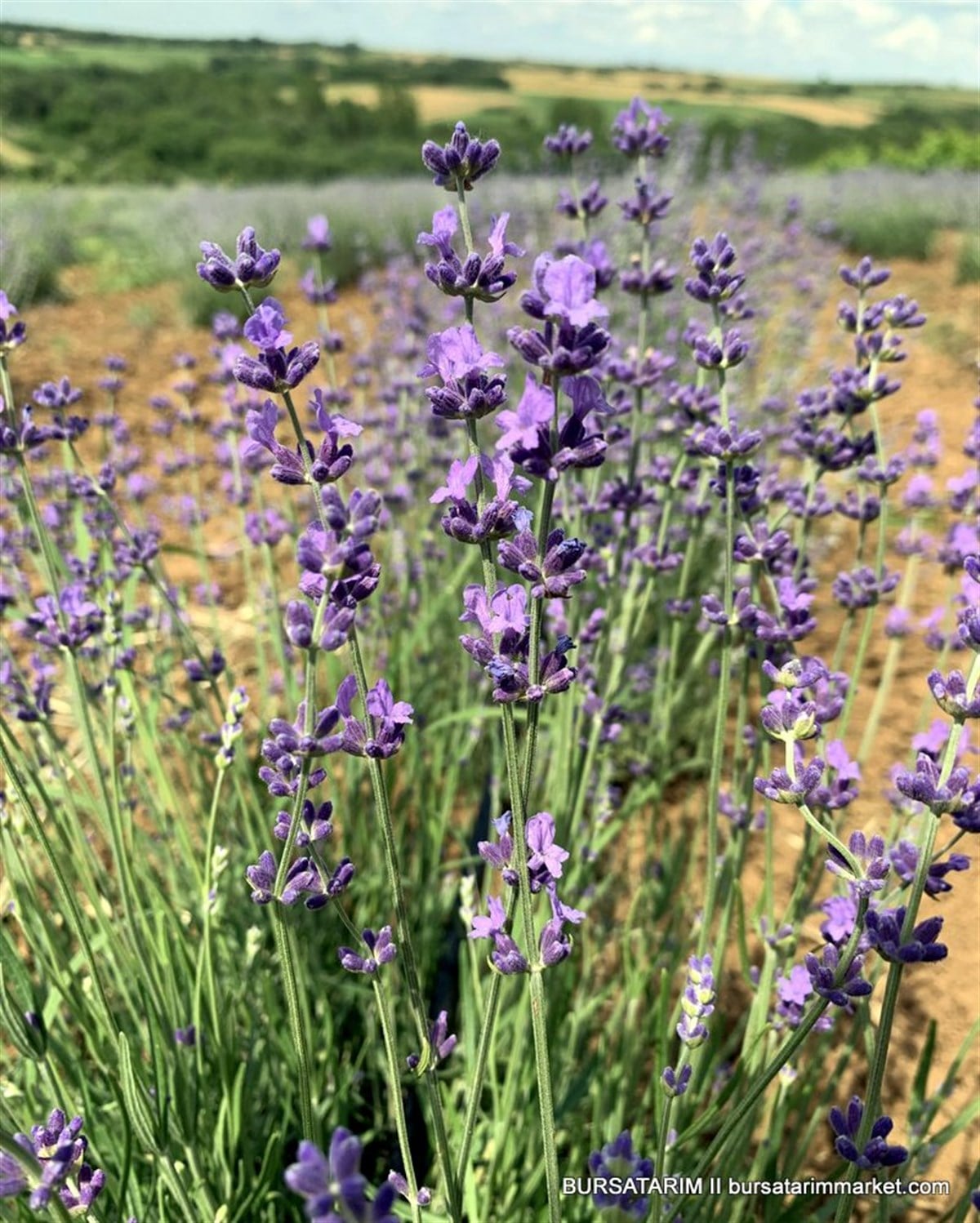 BURSATARIMLavanta Fidesi Angustifolia