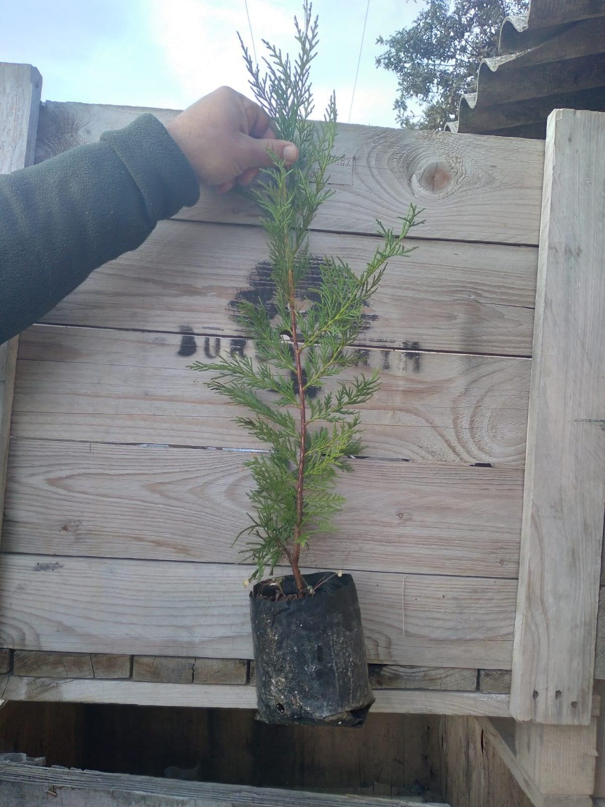 BURSATARIMLeylandi Ağacı Tüplü