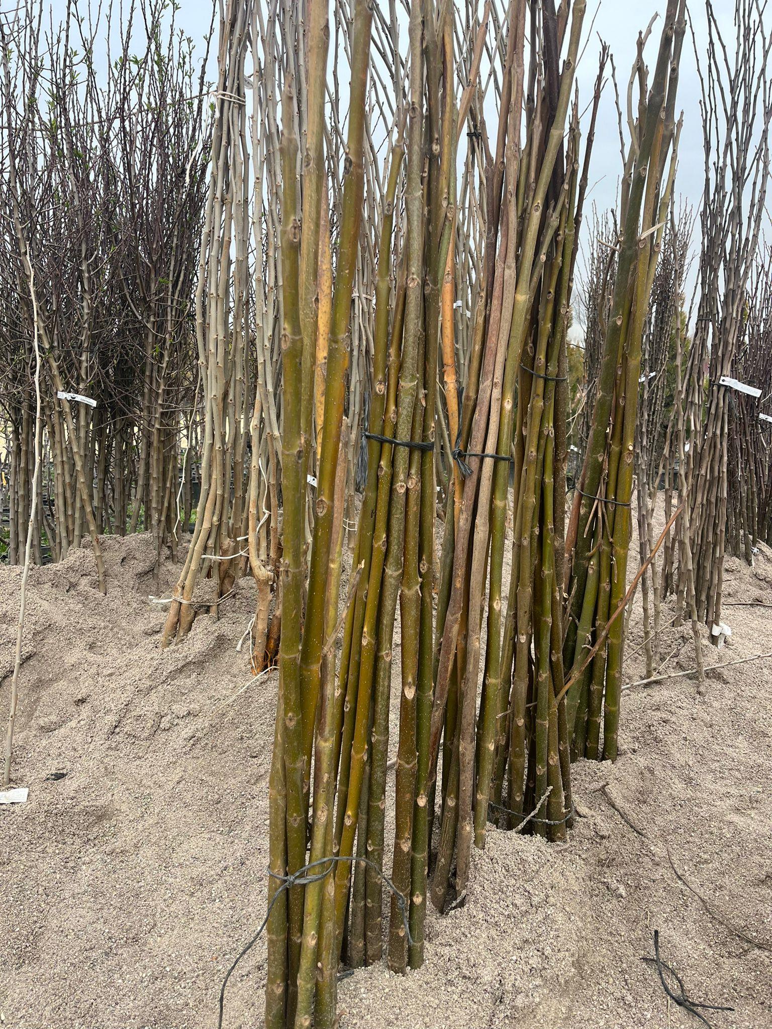 BURSATARIMPaulownia Fidanı - Büyük Boy ( Çin Kavağı - pavlonya ) 