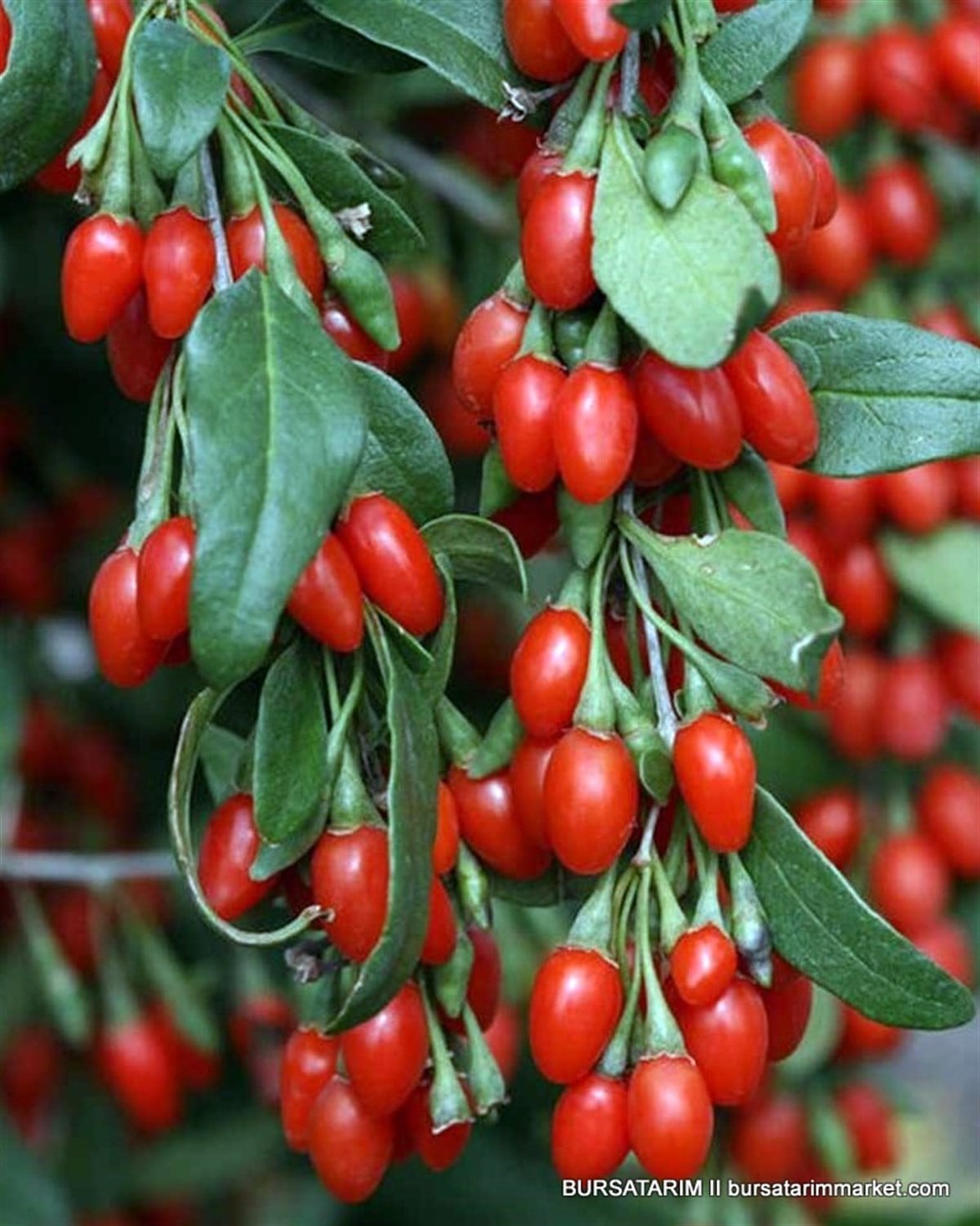BURSATARIMKırmızı Gojiberry Fidanı ( Gojiberi - Kurt Üzümü )