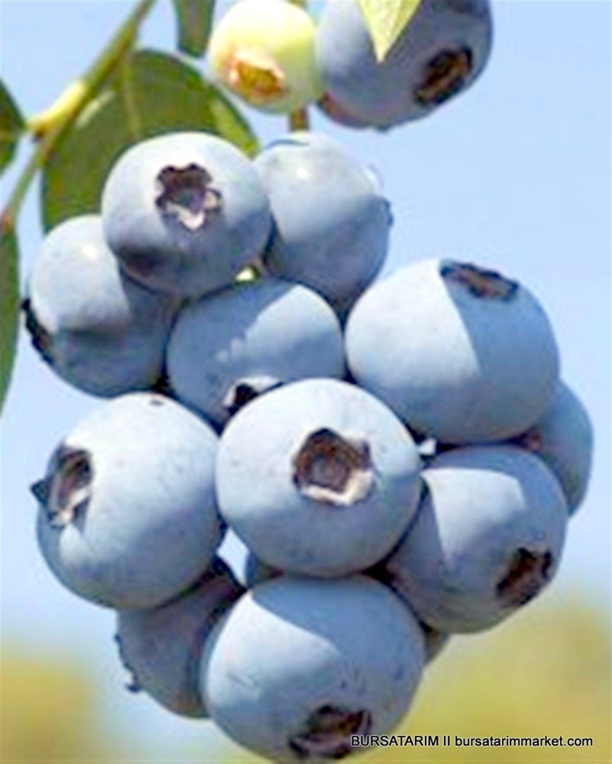 BURSATARIMEarliblue Yaban Mersini Fidanı ( Likapa - Mavi Yemiş )