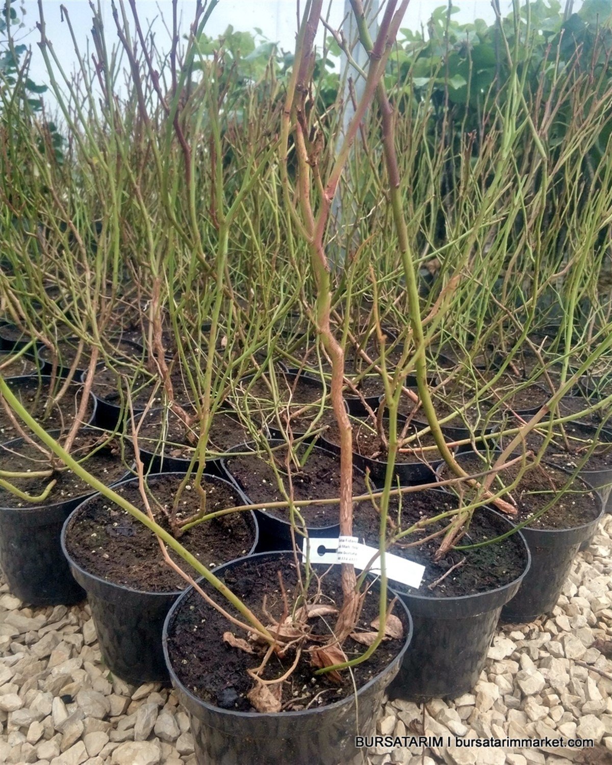 BURSATARIMYetişkin Elizabeth Yaban Mersini Fidanı ( Likapa - Mavi Yemiş ) Blueberry )