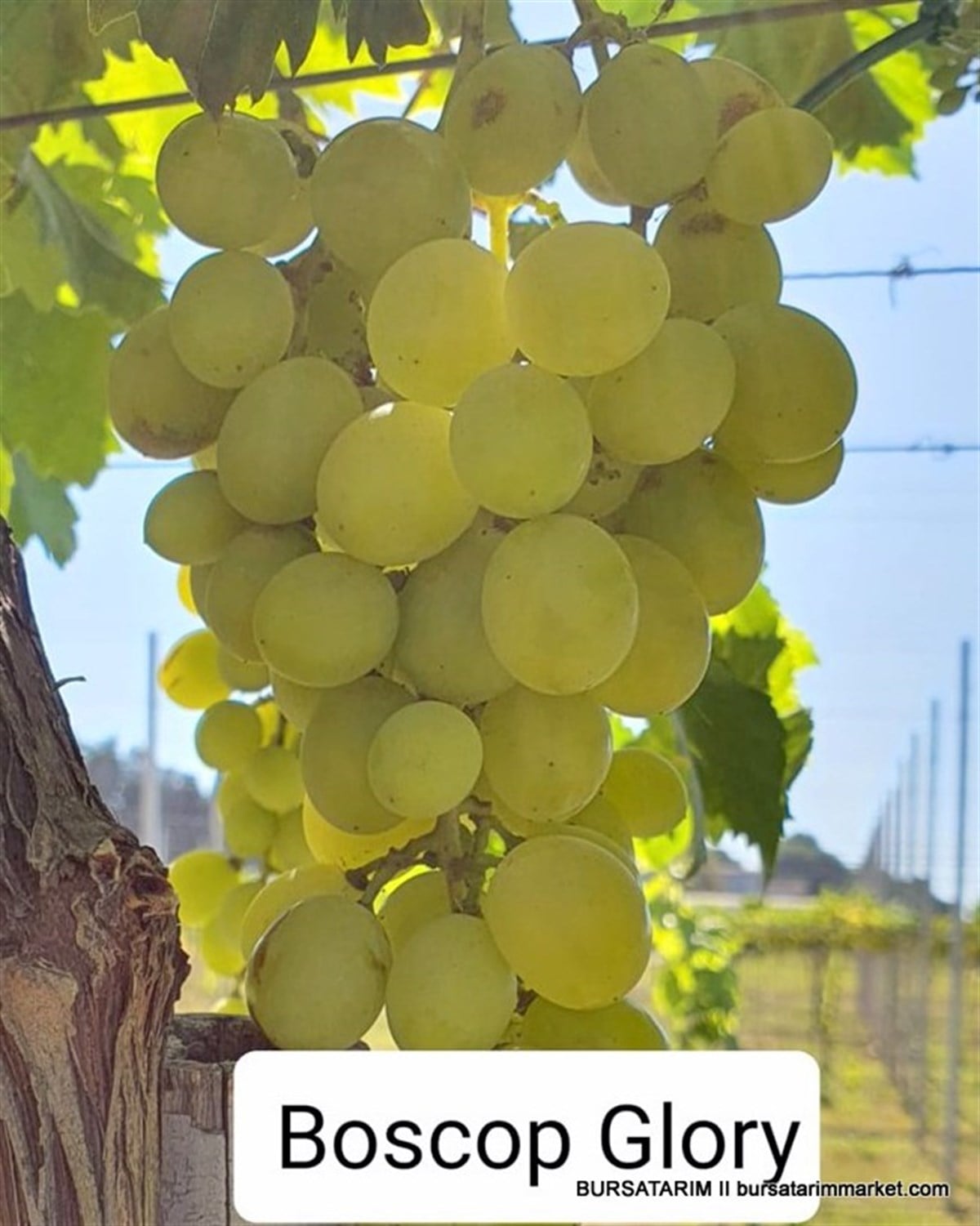 BURSATARIMBoscop Glory Üzüm Fidanı 