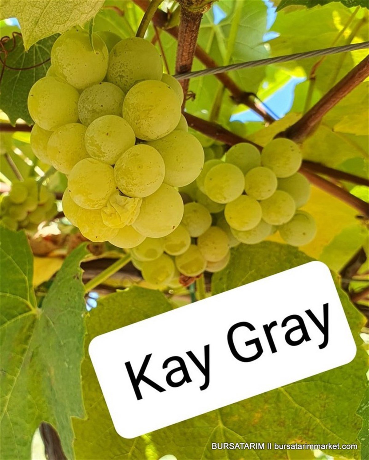 BURSATARIMKay Gray Üzüm Fidanı