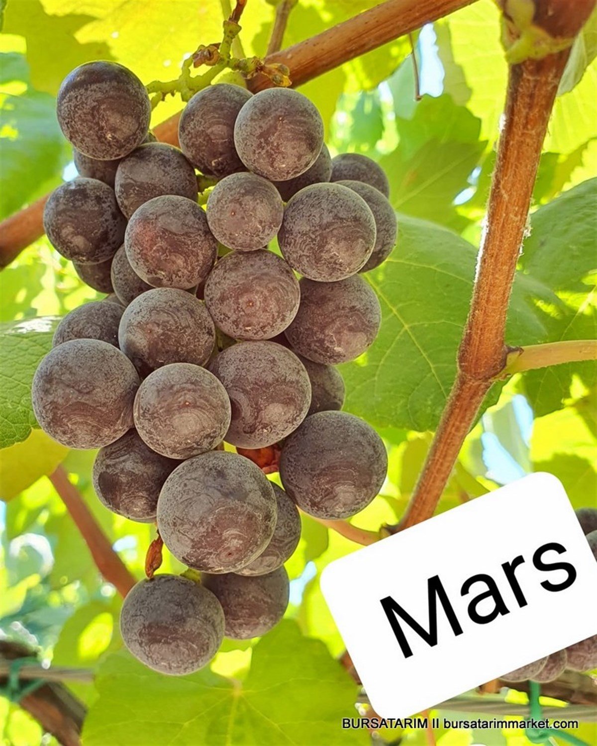 BURSATARIMMars Seedless Üzüm Fidanı 
