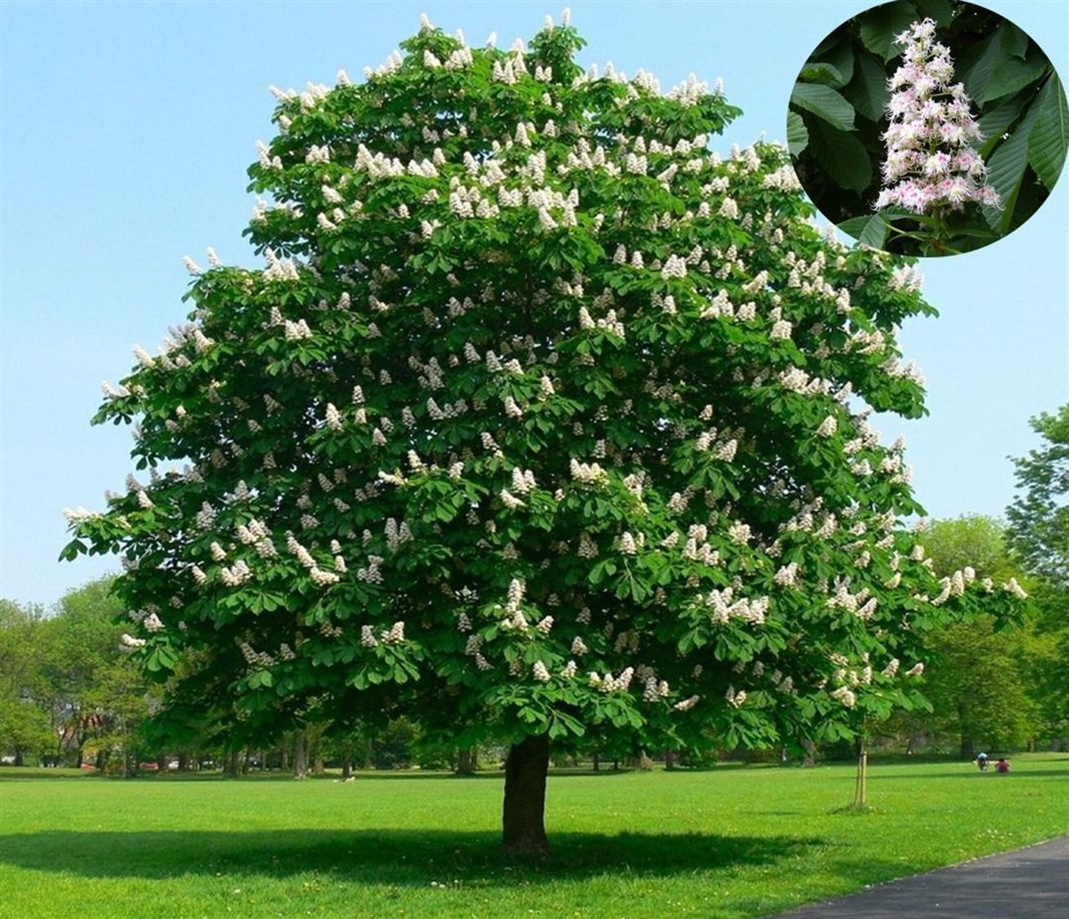 Каштан конский плоды. Конский каштан пендула. Почему каштан называется каштаном. Каштан обыкновенный. Chestnut.