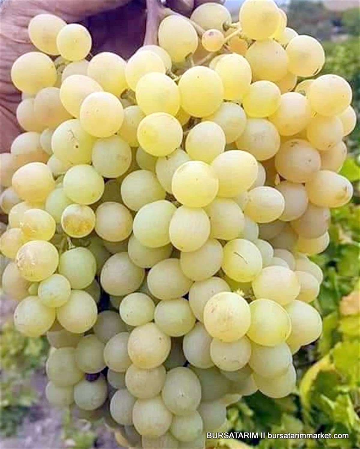 BURSATARIMAğın Beyazı Üzüm Fidanı