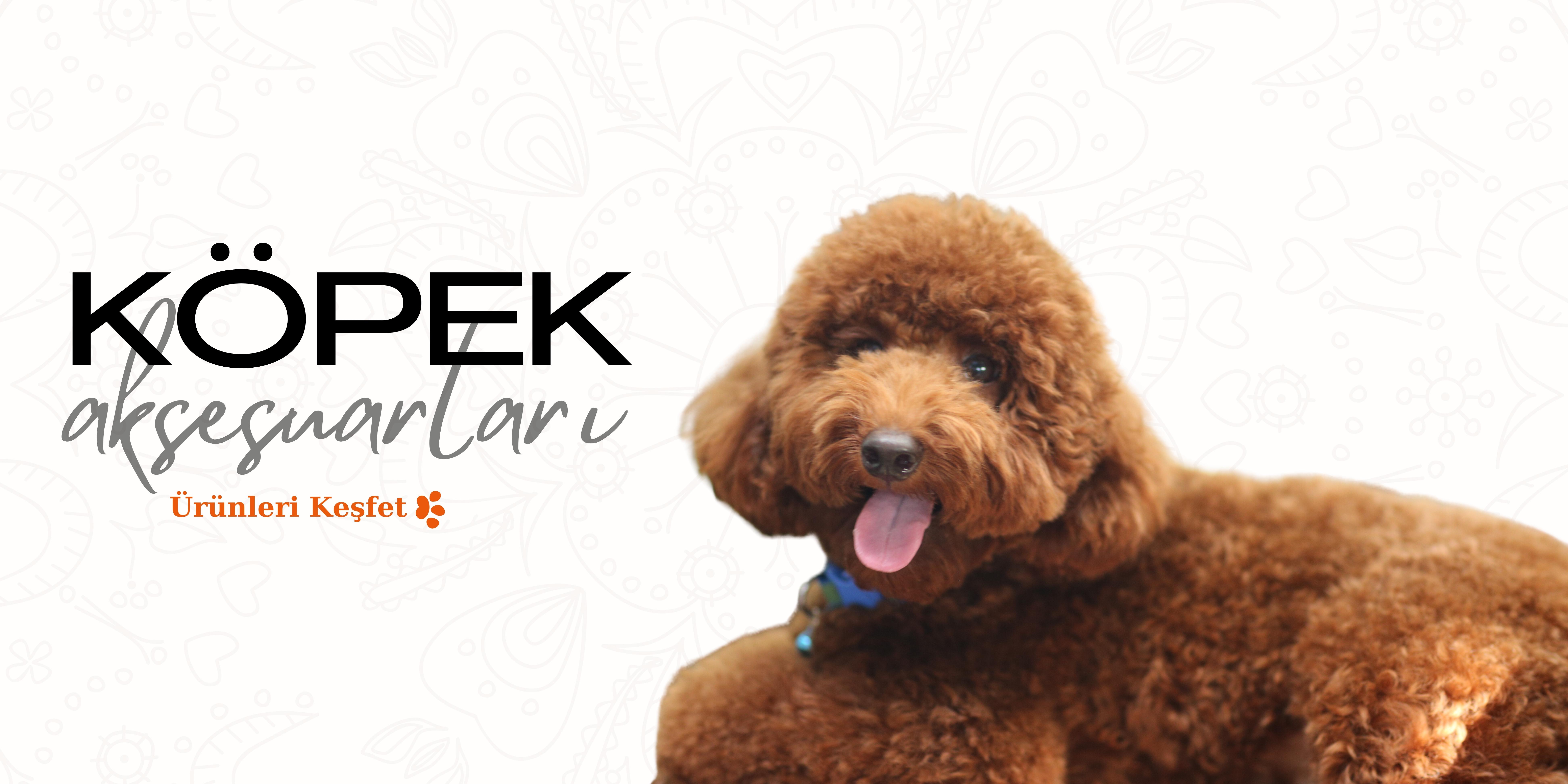 Köpek Aksesuarları