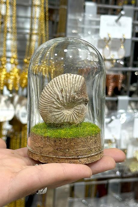 Ammonit Taşı Cam Fanus