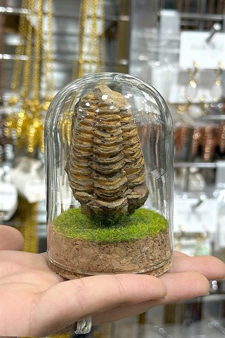 Bronzit Taşı Cam Fanus