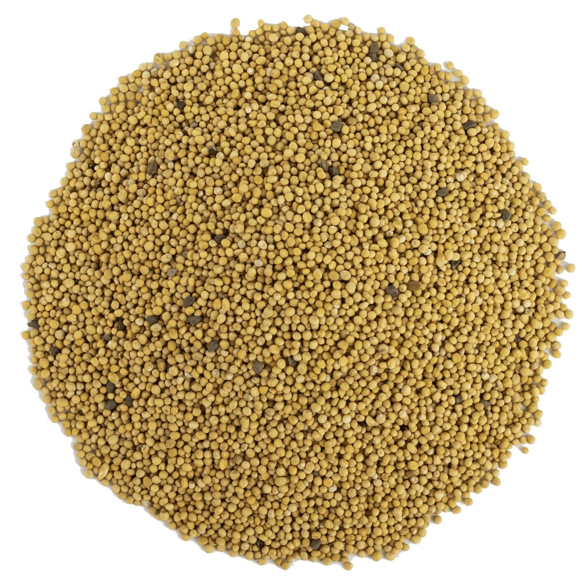 Sarı Hardal Tohumu 1 kg