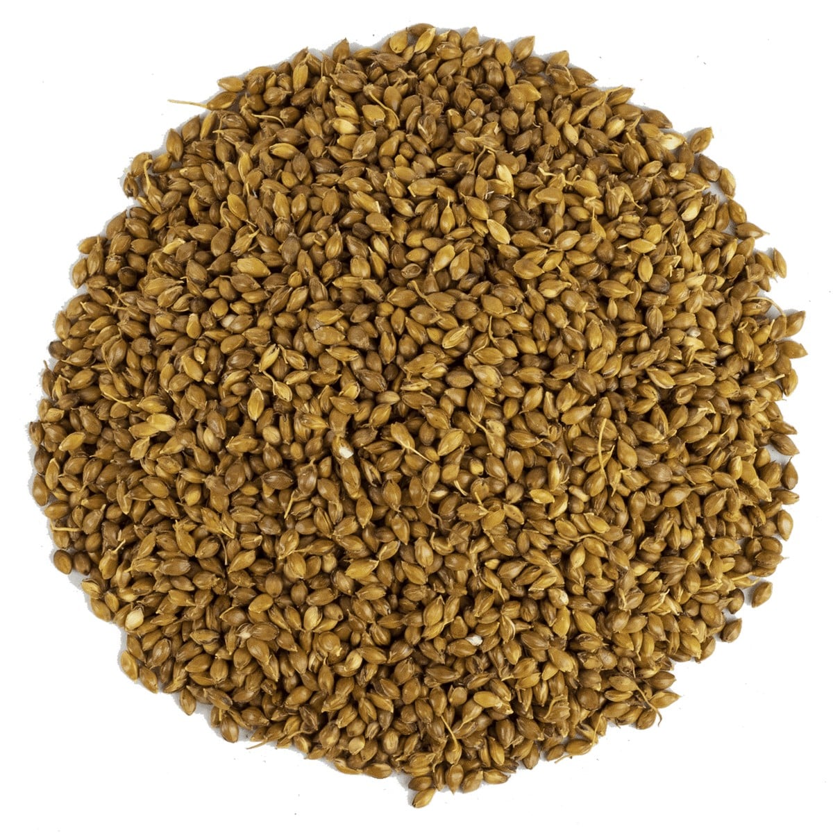 Süpürge Tohumu 1 kg