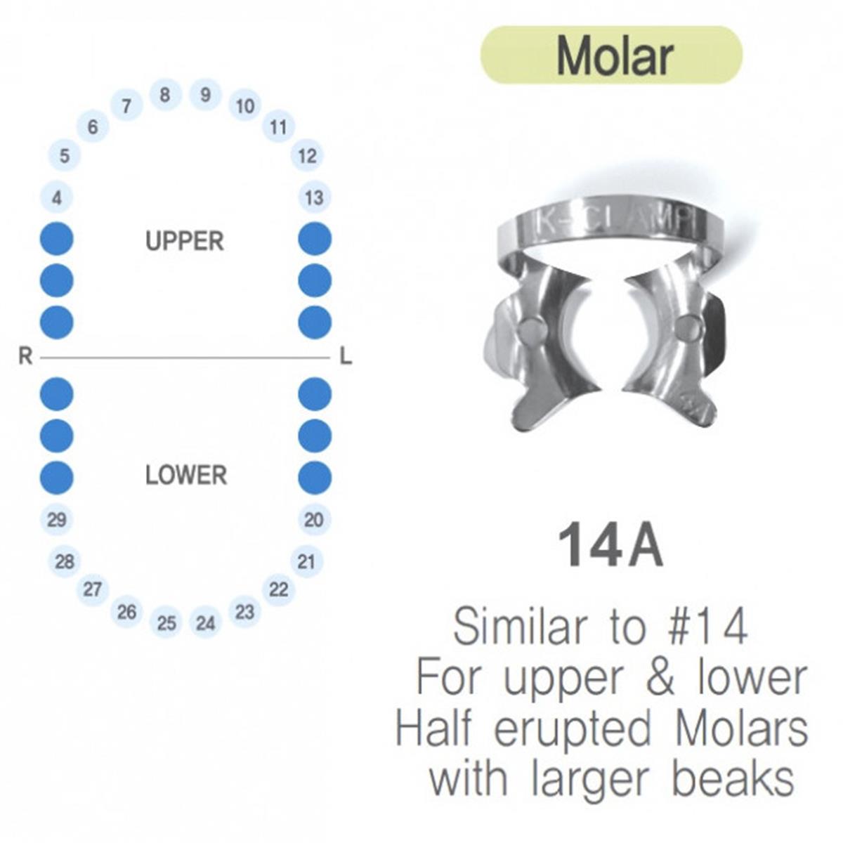 ASİDENTK-CLAMP#14ASHINGHUNG K-CLAMP (ADET) 14A (ALT-ÜST/SAĞ-SOL BÜYÜK MOLAR)