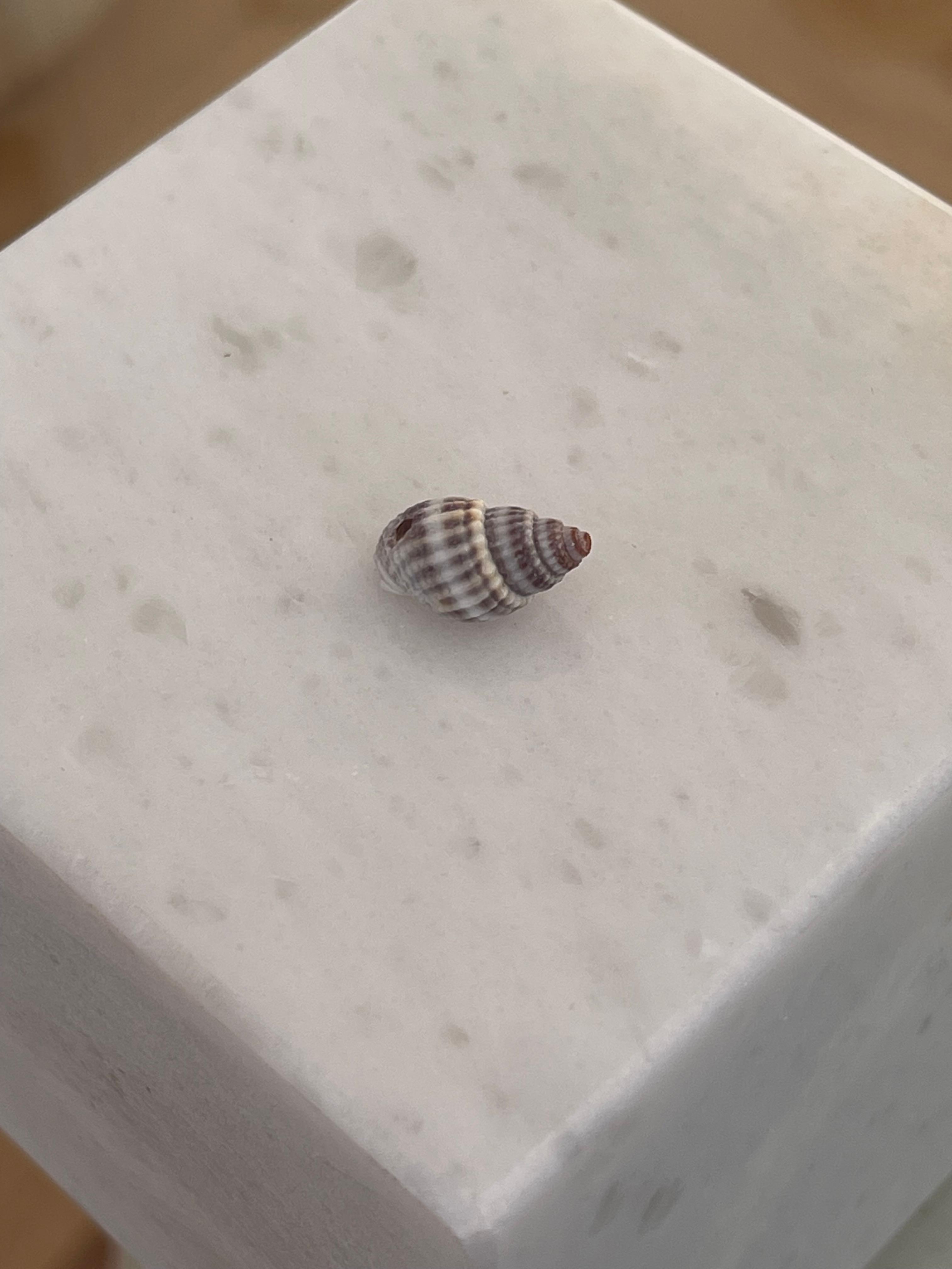 MİNİ BEYAZ DENİZ KABUĞU KOLYE UCU