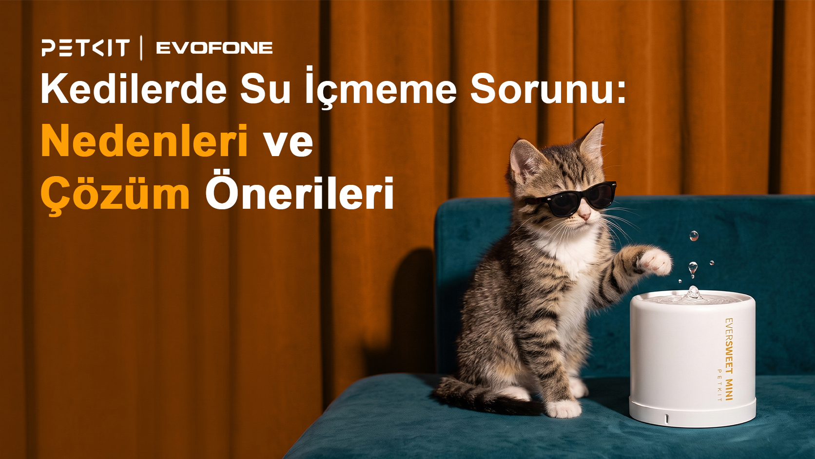 Kedilerde su içme sorunu
