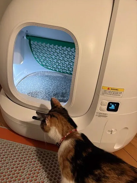 Mutlu kedi