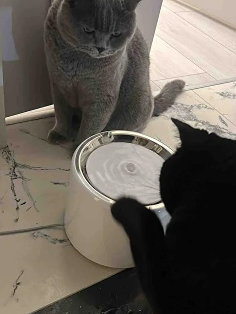 Mutlu kedi