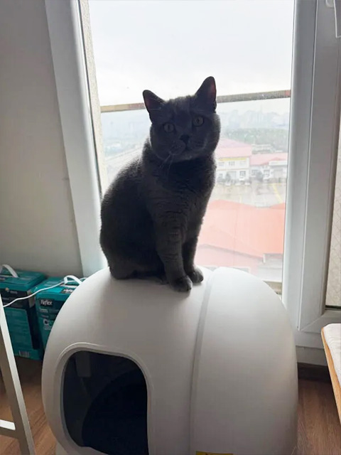 Mutlu kedi
